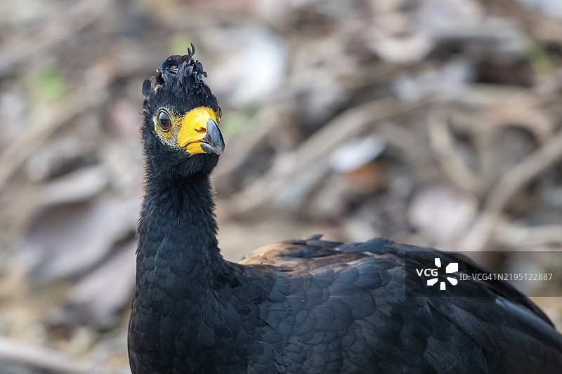 光面鹦鹉(Crax fasciolata),雄性,动物肖像,潘塔纳尔,内陆,湿地,联合国教科文组织生物圈保护区,世界遗产,湿地,巴西马托格罗索,南美洲图片素材