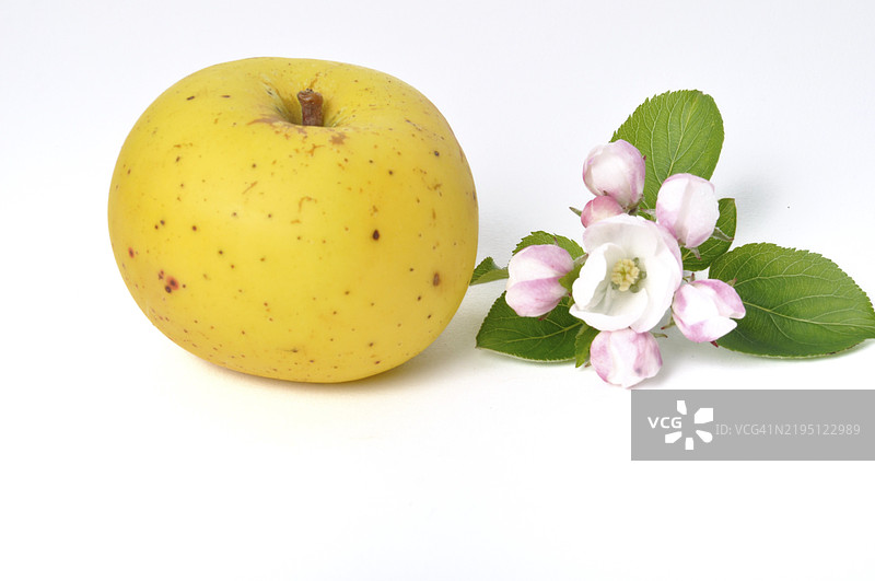 一只黄色苹果旁边是一朵苹果花和绿色叶子，背景为白色。图片素材