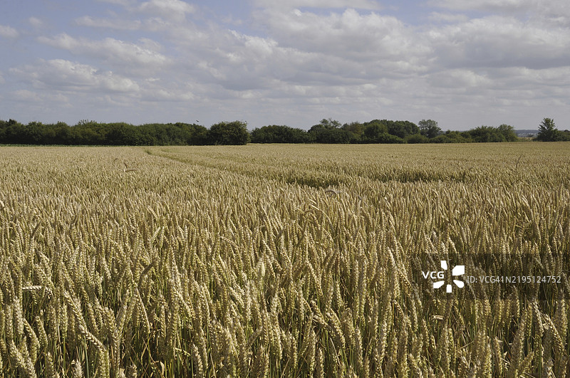 广阔的金色麦田在蓝天和零星云朵下，营造出宁静的乡村氛围图片素材