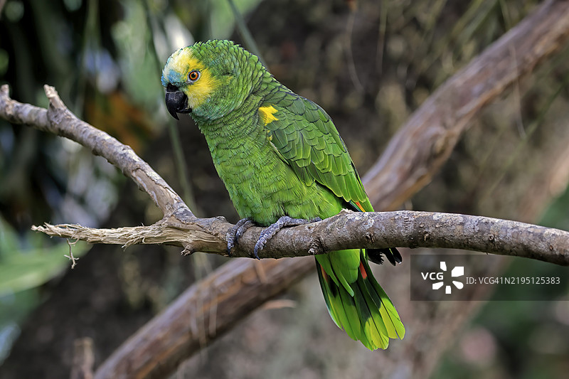 黄头亚马逊鹦鹉（Amazona oratrix），成年，静待，栖息在树上，中美洲，中美洲图片素材