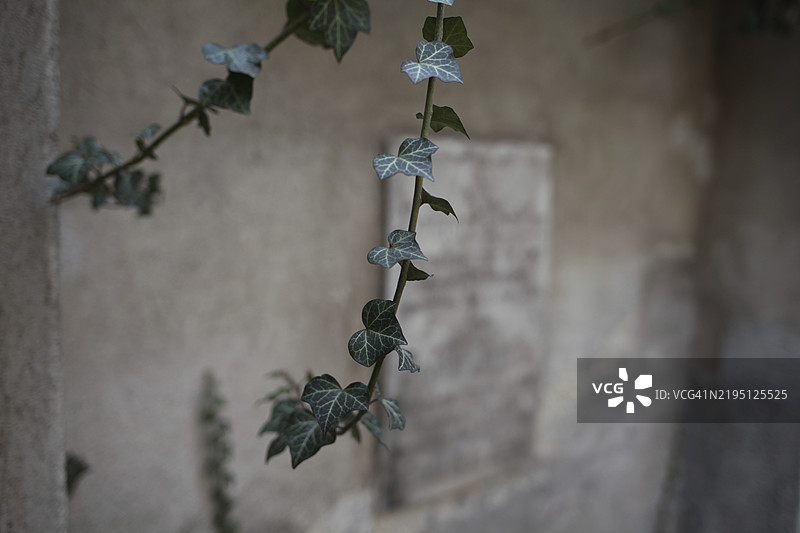 墓碑前的常春藤，瓦森教堂墓地，莱奥本，施蒂利亚，奥地利，欧洲图片素材