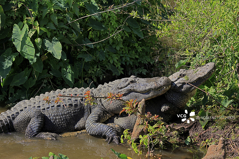 密西西比鳄鱼(Alligator mississippiensis),梭鳄,成年,成对,雄性,雌性,繁衍,岸边,水中,佛罗里达,美国,北美图片素材