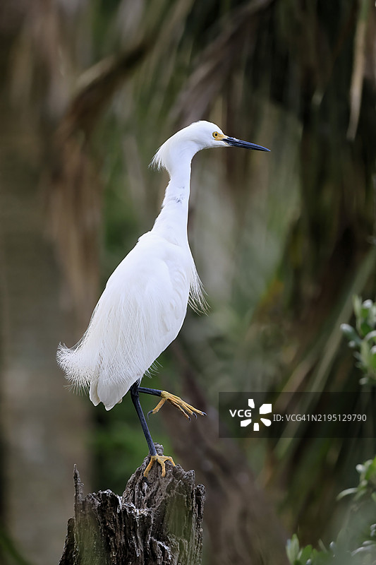 大白鹭(Egretta thula),成年,繁殖羽毛,繁殖季节,栖息,佛罗里达州圣奥古斯丁,北美,USA,北美图片素材