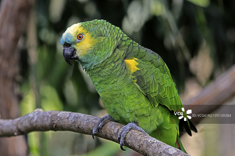黄头亚马逊鹦鹉（Amazona oratrix），成年，静待，栖息在树上，中美洲，中美洲图片素材