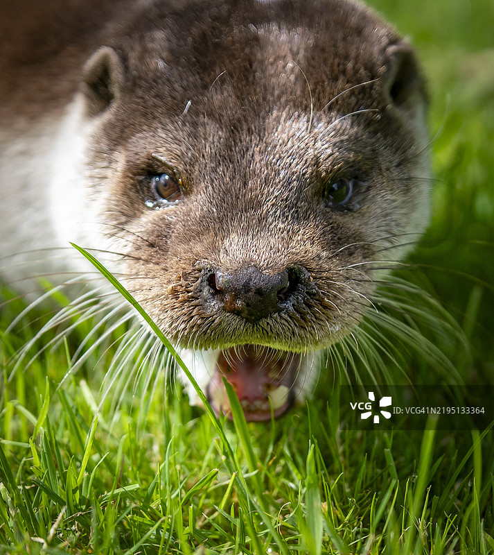 水獺在干燥的土地上穿过草丛觅食图片素材
