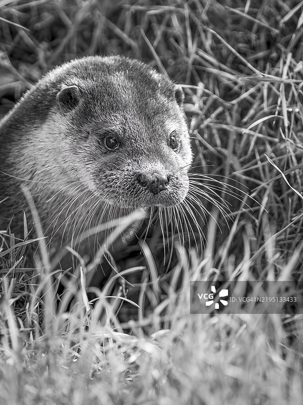 水獺在干燥的土地上穿过草丛捕猎图片素材