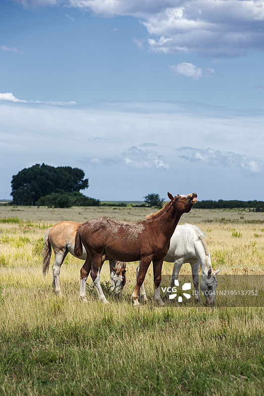 阿根廷潘帕草原上的马图片素材