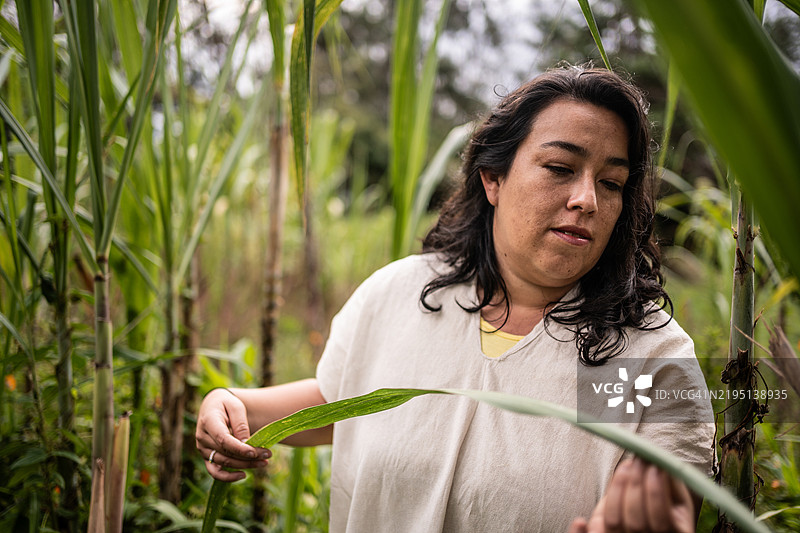 农场工人在有机农场分析甘蔗图片素材