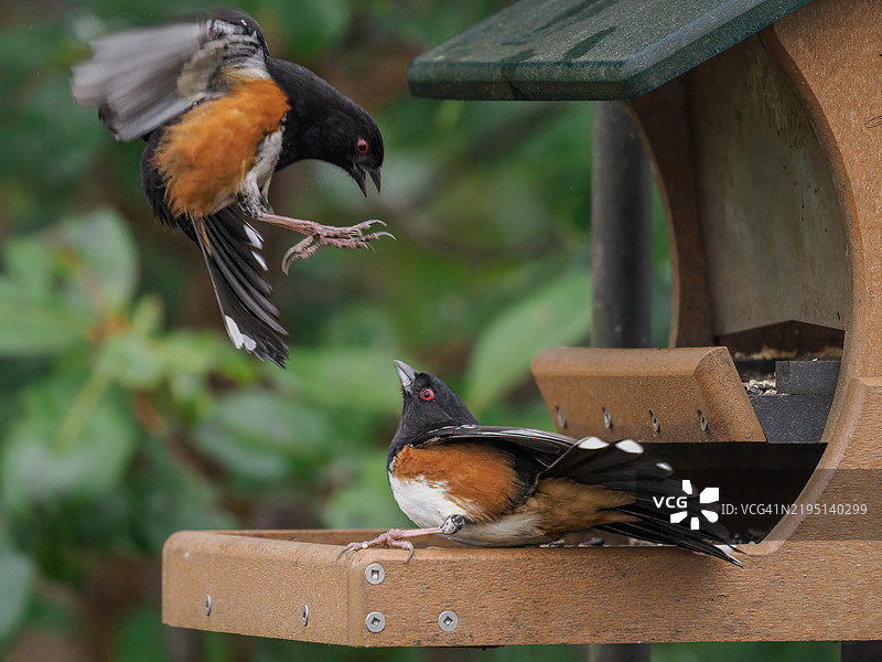 俄勒冈州野生鸟类的斑点托威鸟在鸟食器中图片素材