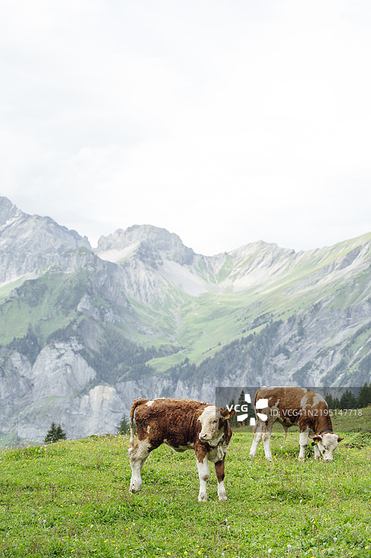 两只小牛在瑞士阿尔卑斯山上安静地吃草图片素材