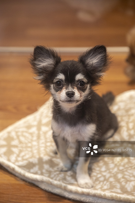 大耳朵的吉娃娃小狗图片素材