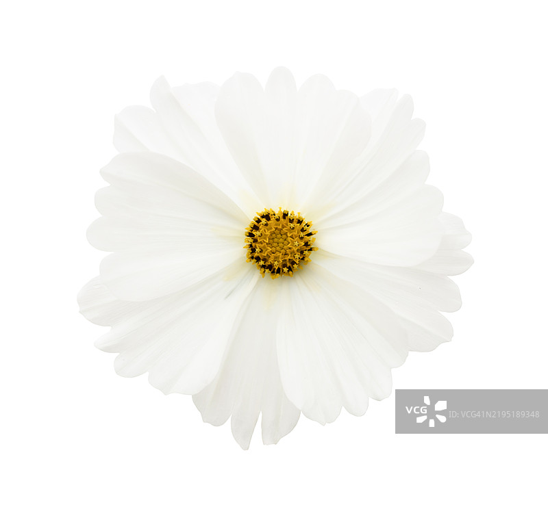 单朵纯白色的宇宙花，带茎，特写，背景为白色，保存剪切路径。图片素材