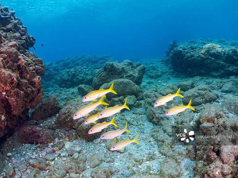 一群美丽的黄鳍羊鱼(Mulloidichthys vanicolensis)及其他鱼类。静冈县南伊豆町的平藏滨海滩 - 2024年。图片素材