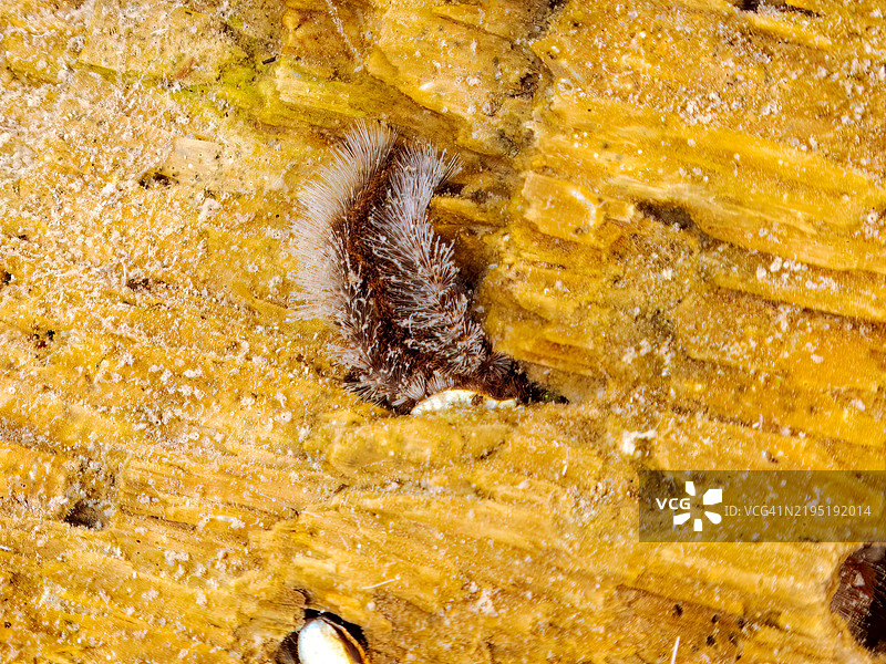 台风吹来的巨型漂流木漂浮在水面上。仔细观察可以发现，许多螃蟹、火虫和日本鹅口贝在这里安家。静冈县南伊豆町的平藏滨海滩 - 2024。图片素材