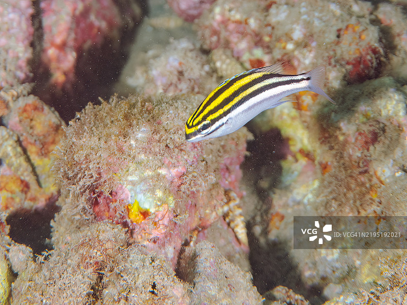 美丽的双线单眼鲷幼鱼及其他。静冈县南伊豆伊豆半岛中木的平藏滨海滩 - 2024年。图片素材