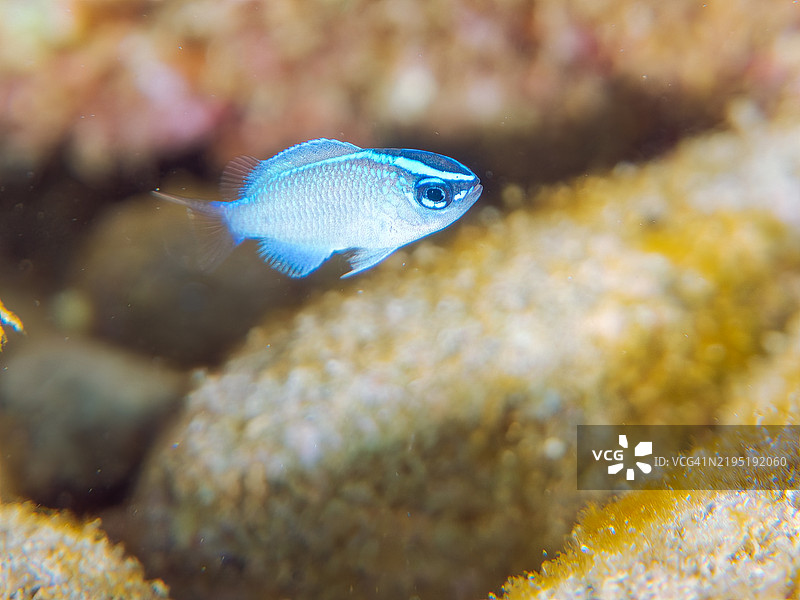 一只可爱的猫眼幼年灰色美人鱼鱼（Chrysiptera glauca）和其他鱼类。静冈县南伊豆伊豆半岛的平藏滨海滩 - 2024年。图片素材