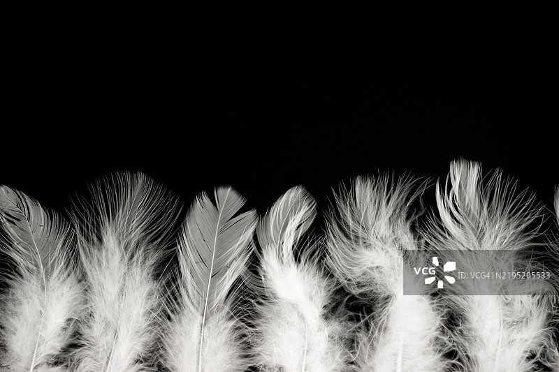 黑色背景上的白色羽毛，留有空白位置。图片素材