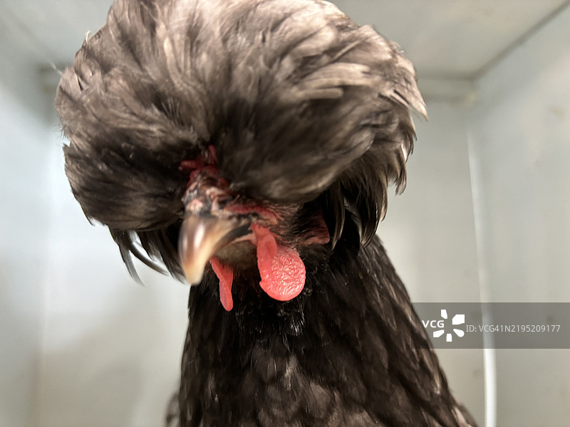 奇怪的鸡图片素材