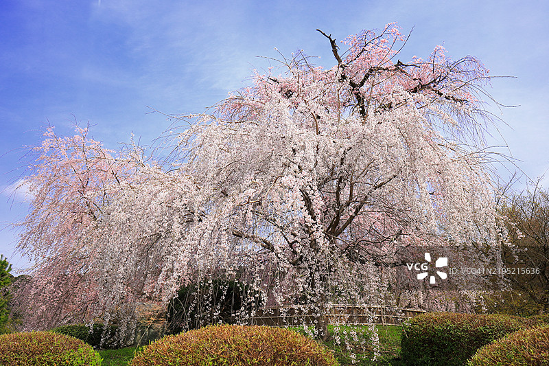 美丽的春天场景在日本京都 - 漂亮的垂枝樱花，名为祇园枝垂樱，在圆山公园盛开。图片素材