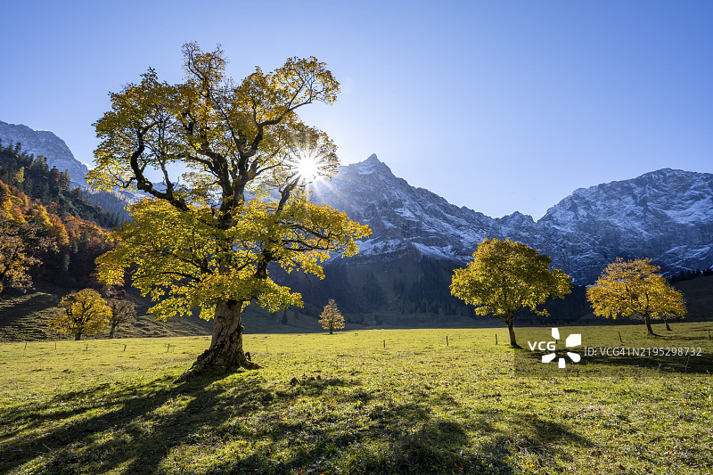 秋天的黄叶的梧桐树与星星海星，秋季的大树根基，背景是斯普里茨卡尔斯皮策山的岩石山峰，奥地利蒂罗尔的恩格里斯塔尔。图片素材