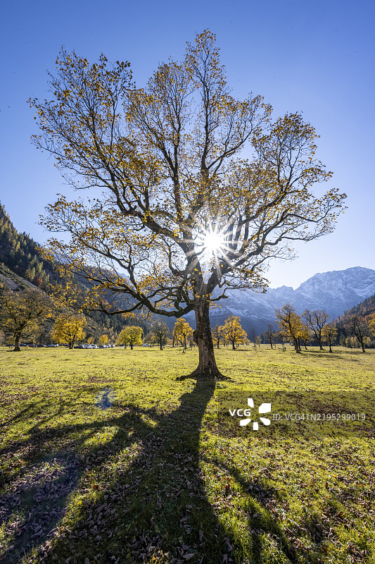 秋天的黄叶悬铃木与星星海星，奥地利蒂罗尔恩格地区的Großer Ahornboden，Rißtal。图片素材