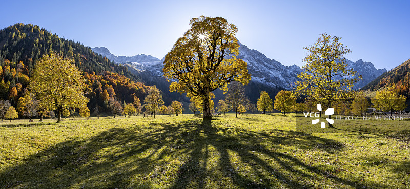 秋季黄叶的梧桐树与星星海星，秋天的大树根基，背后是岩石山峰，奥地利蒂罗尔的恩格峡谷。图片素材