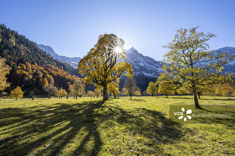 秋天的黄叶悬铃木与大星星海星，秋季的大树根基，背景是斯普里茨卡尔斯皮策的岩山峰，奥地利蒂罗尔的恩格里斯塔尔。图片素材