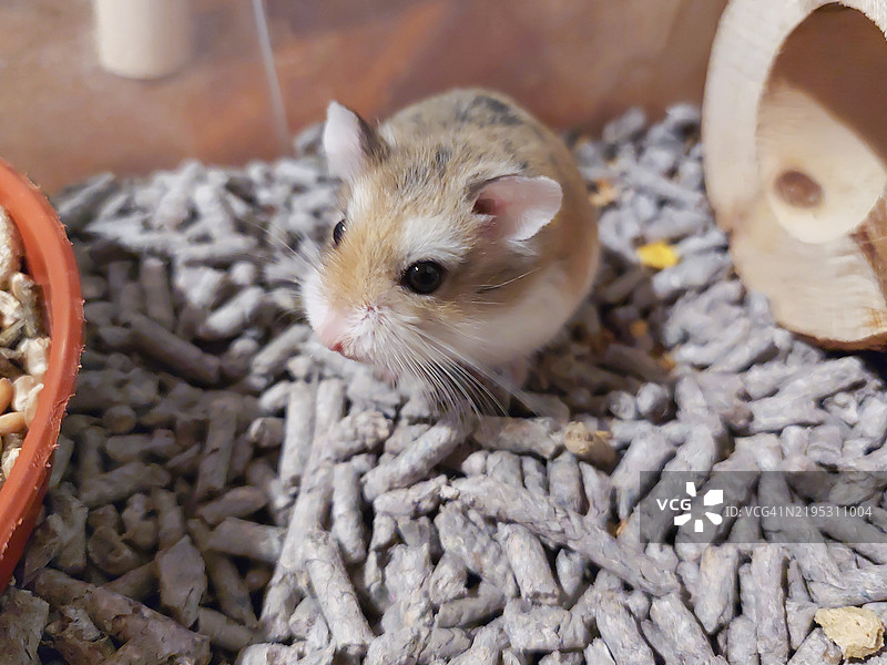 罗伯罗夫斯基侏儒仓鼠坐在它的喂食器旁边图片素材
