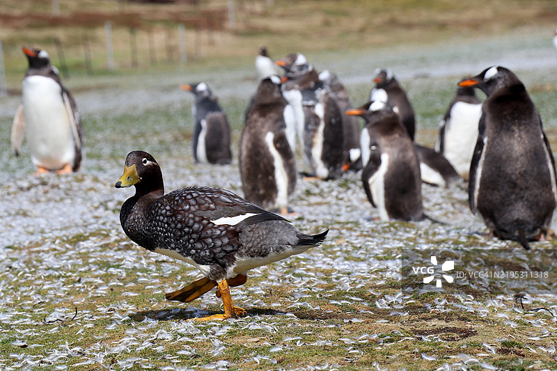 福克兰岛蒸汽鸭与王企鹅。图片素材
