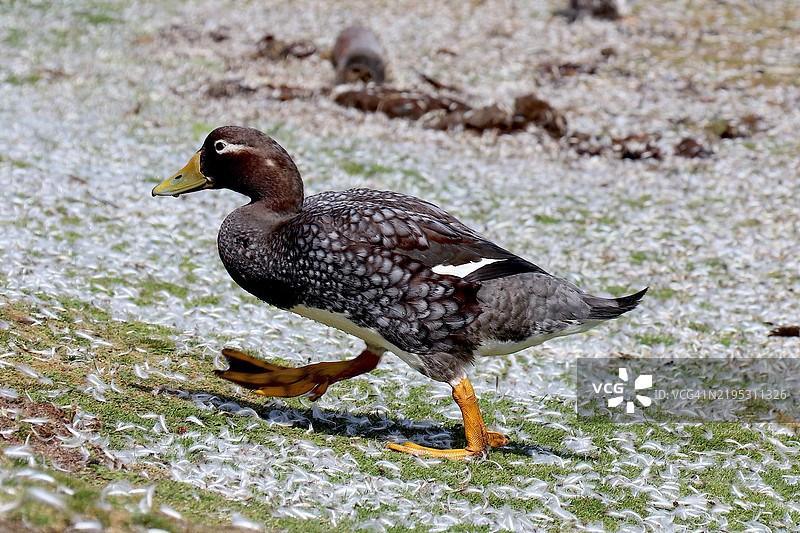 福克兰岛蒸汽鸭。图片素材