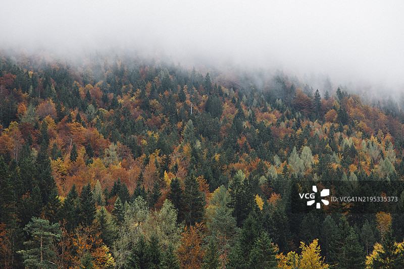 秋天的森林与雾气图片素材