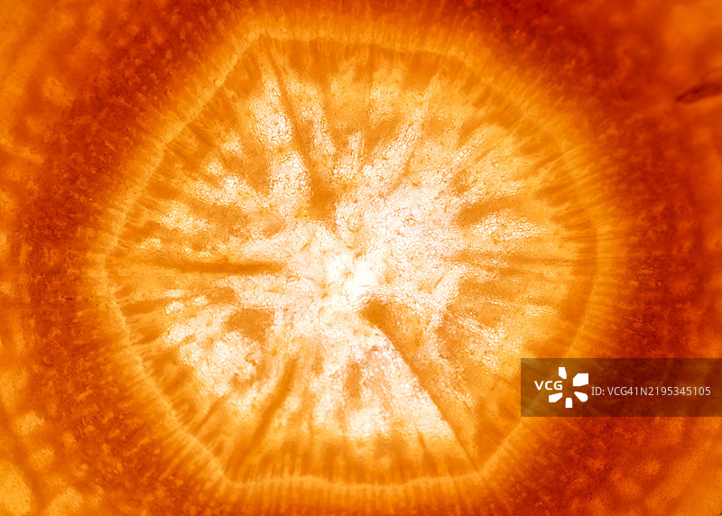 背光下的胡萝卜片特写镜头图片素材