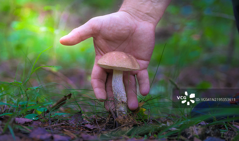 在森林中采摘可食用蘑菇图片素材