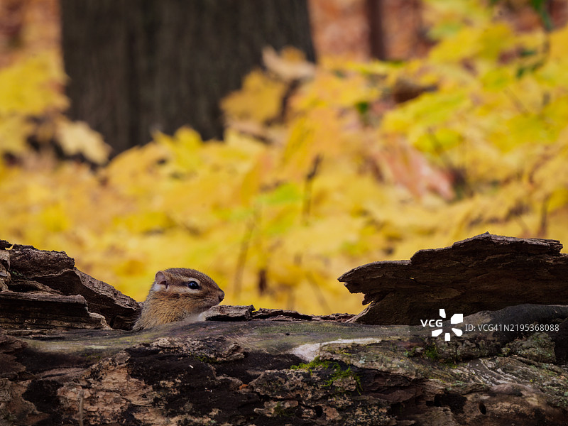 藏猫猫 ᐊᒋᑕᒨ Ajidamoo 我看见你图片素材
