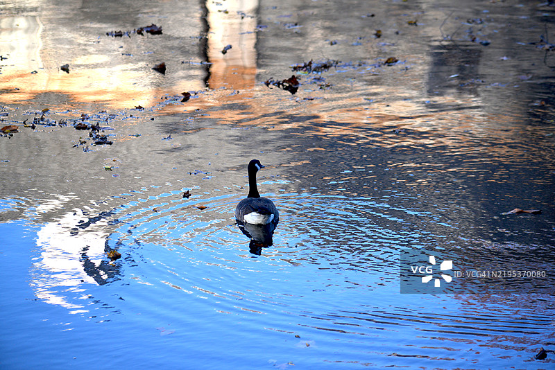 加拿大鹅图片素材