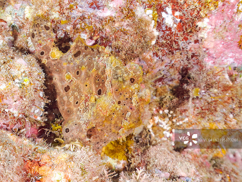 一只巨大的巨型蛙鱼（Antennarius commersoni），通过摇动其诱饵（额头触手）来吸引和捕猎鱼类。地点：静冈县南伊豆伊豆半岛的平藏滨海滩 - 2024年。图片素材