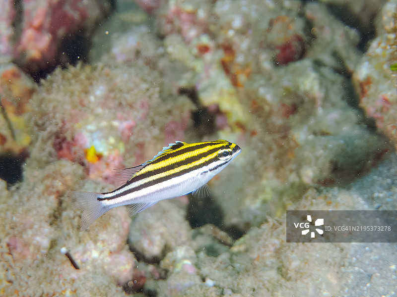 美丽的双线单眼鲷幼鱼及其他。静冈县南伊豆伊豆半岛中木的平藏滨海滩 - 2024。图片素材