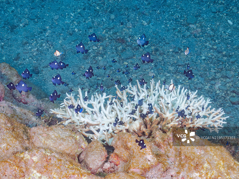 可爱的网状达斯基尔鱼（Dascyllus reticulatus）、三点达斯基尔鱼和斜纹蝴蝶鱼（Chaetodon trifascialis）幼鱼及其他鱼类在桌状珊瑚中。由于海水温度持续偏高，珊瑚白化现象正在发生。图片素材
