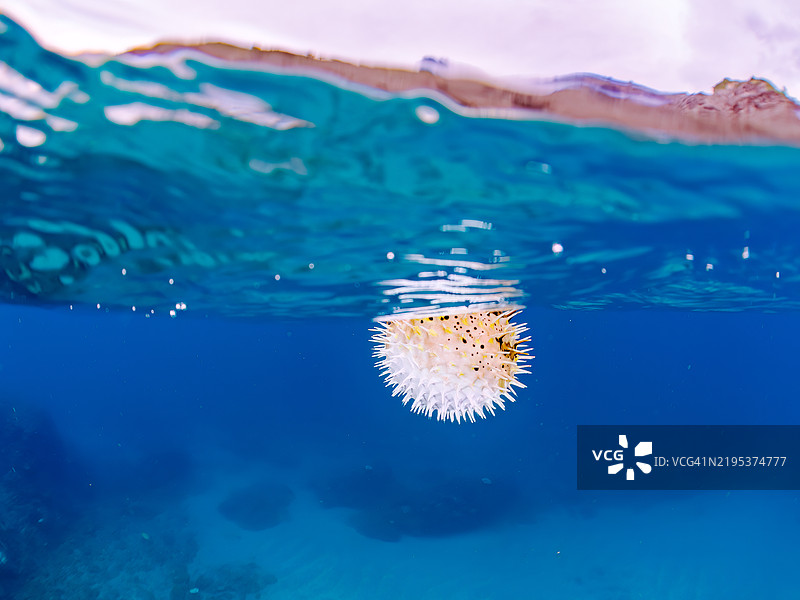 一只美丽的气球河豚（Diodontidae）在水面上膨胀并漂浮。静冈县南伊豆伊豆半岛的平藏滨海滩 - 2024。图片素材