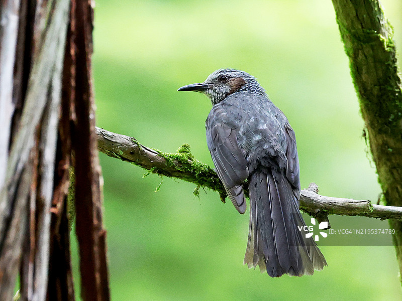 箕面国家公园的棕耳鹎图片素材