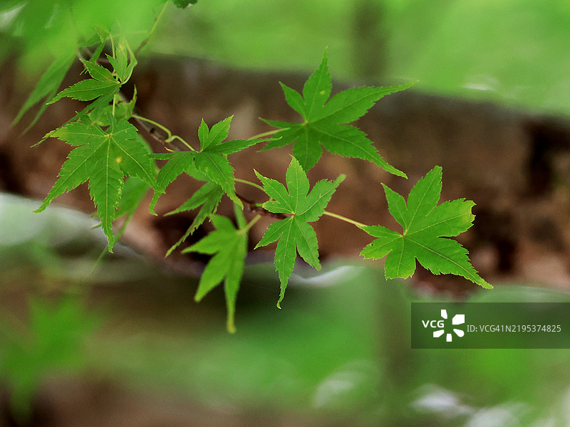 日本箕面国家公园的日本枫树叶。图片素材