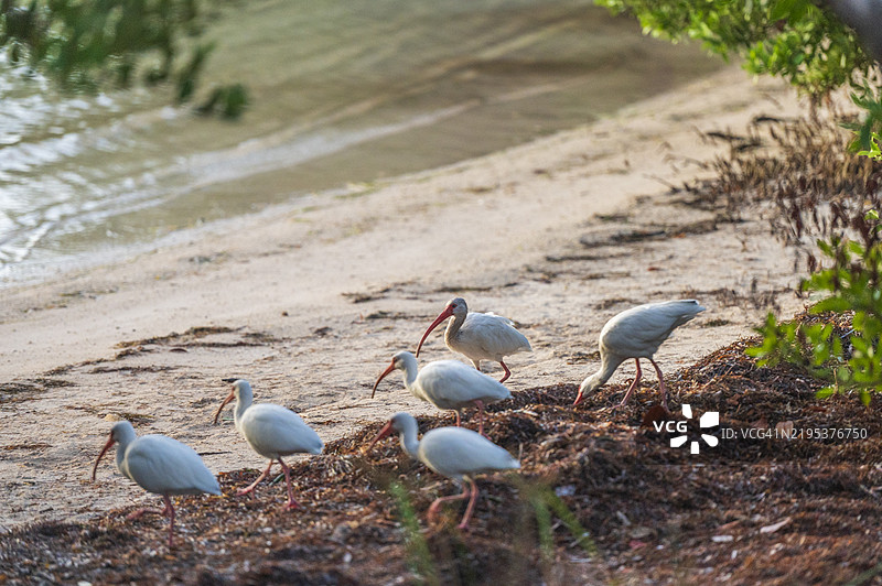 鸟类栖息在佛罗里达州伊斯拉莫拉达的田野上的特写镜头图片素材