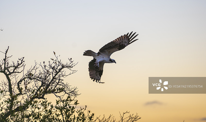 低角度视图的鹰在天空中飞翔，伊斯拉莫拉达，佛罗里达州，美国图片素材