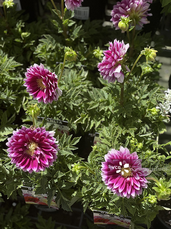 昆士兰州莫伦迪纳的粉色花卉植物特写图片素材