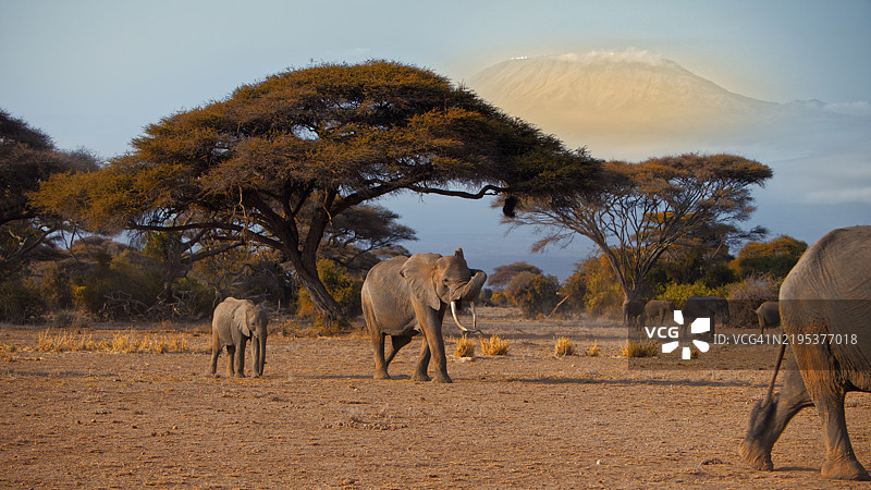 在乞力马扎罗山下的安博塞利国家公园中漫游的非洲象图片素材