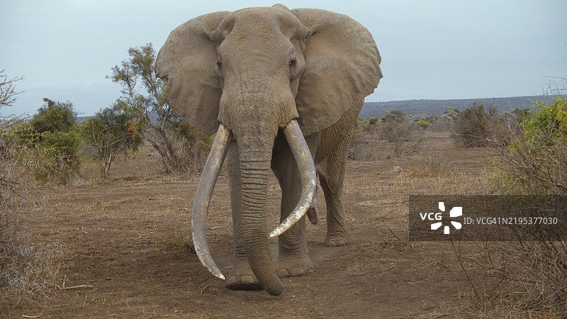 安博塞利国家公园中的巨型象牙大象图片素材