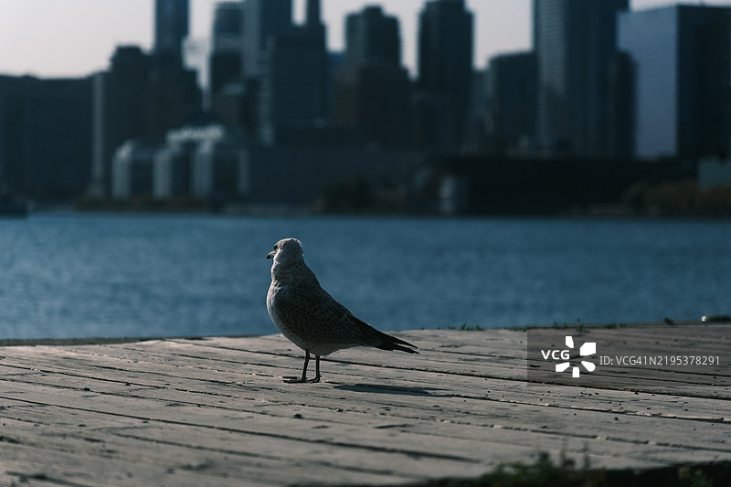 特写的海鸥栖息在木桩上，地点：加拿大安大略省多伦多图片素材