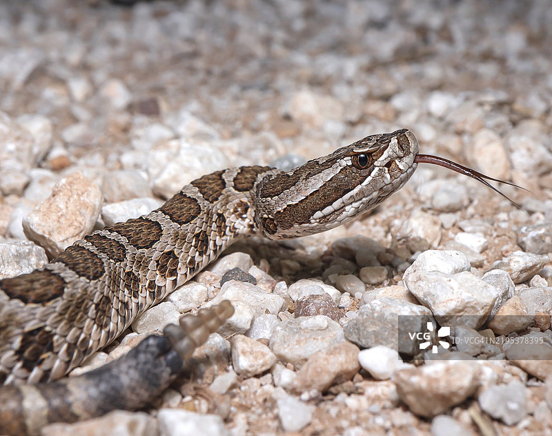 俄克拉荷马州的响尾蛇特写，位于美国图片素材