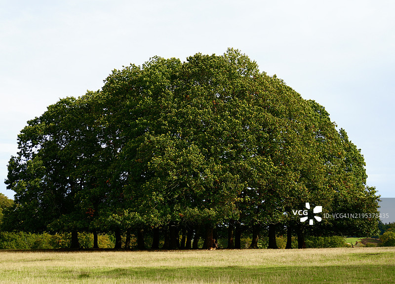 田野上的树木与晴朗的天空，塞文诺克斯，英国图片素材