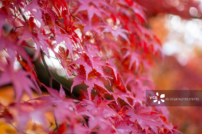 红枫叶特写图片素材